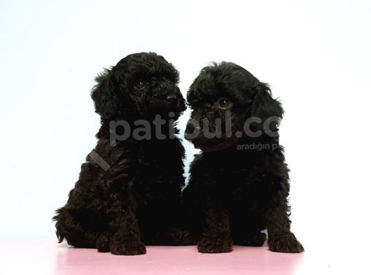 Toy Poodle Yavrusu görsel