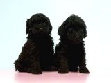Toy Poodle Yavrusu