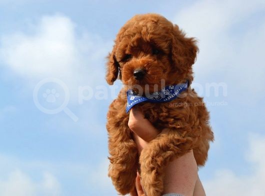 Oyuncu Toy Poodle Yavrular görsel