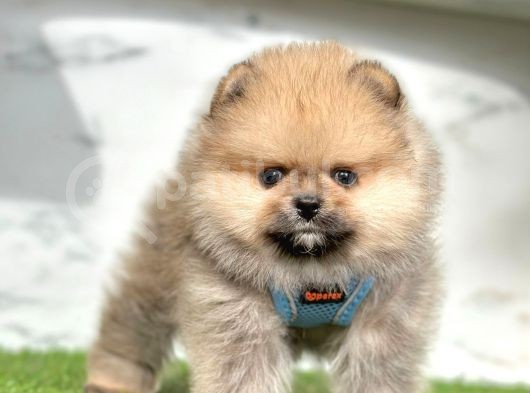 Orange Renk Orjinal Pomeranian Yavrular görsel