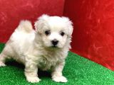 Kar Beyaz Di̇şi̇ Ve Erkek Maltese Terrier Yavrularimiz