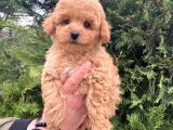 Eğitimli Aşılı Orjinal Toy Poodle Yavrular