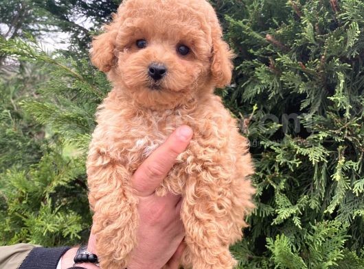 Eğitimli Aşılı Orjinal Toy Poodle Yavrular görsel