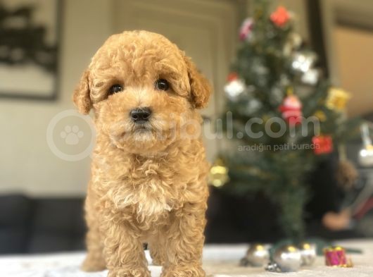 Bi̇r Çok Seçenek İle Toy Poodle Bebekler görsel