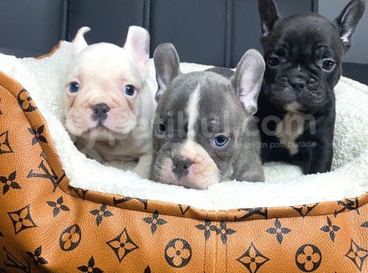 Eğitimli French Bulldog Yavrular görsel