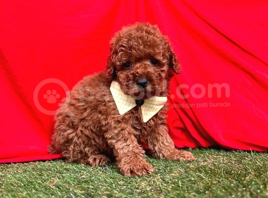 Red Brown Toy Poodle Yavrular görsel