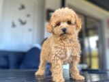 Eşsi̇z Güzelli̇kte Toy Poodle Bebekleri̇mi̇z