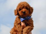 Oyuncu Toy Poodle Yavrular