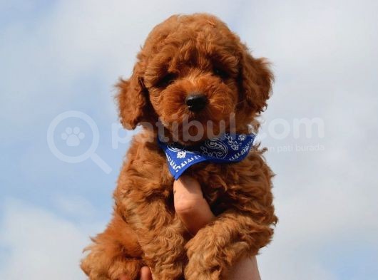 Oyuncu Toy Poodle Yavrular görsel