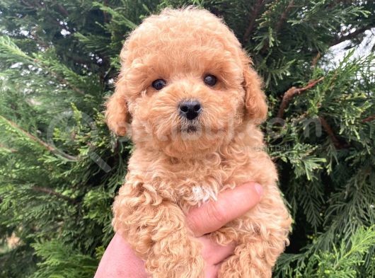 Eğitimli Aşılı Orjinal Toy Poodle Yavrular görsel