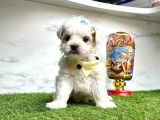 Mini Sevimli Maltese Yavrular