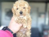 Aşili Mi̇ni̇ Boy Poodle Bebekleri̇mi̇z