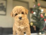 BİR ÇOK SEÇENEK İLE TOY POODLE BEBEKLER