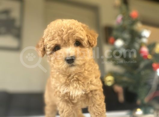 Bi̇r Çok Seçenek İle Toy Poodle Bebekler