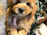 Eğitimli Toy Poodle Yavrular
