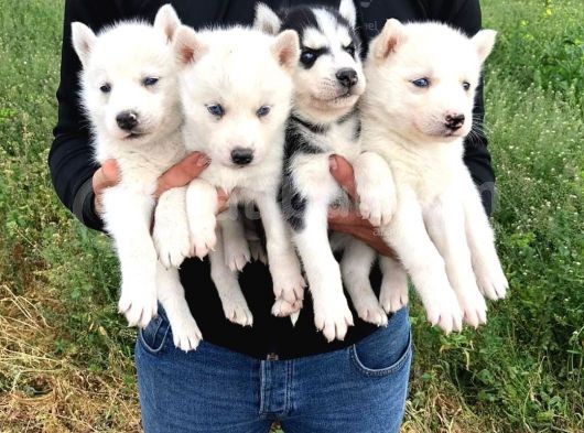 Sibirya Kurdu ( Husky) görsel