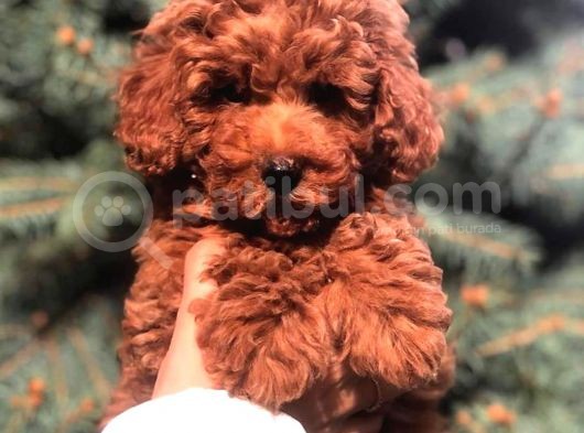 Show Kali̇te Red Brown Toy Poodle Bebekleri̇m