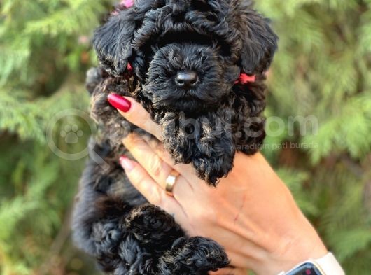 Safkan Dişi Toy Poodle Ler Anne 3.200 Gr Silwer Baba 3.600 Gr. Red Brown görsel