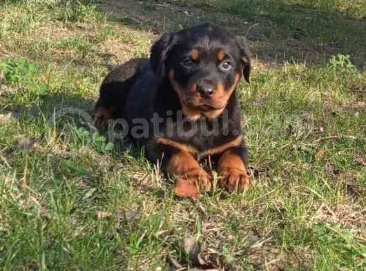 Rottweiler Yavrular görsel