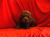 Toy Poodle Yavrular