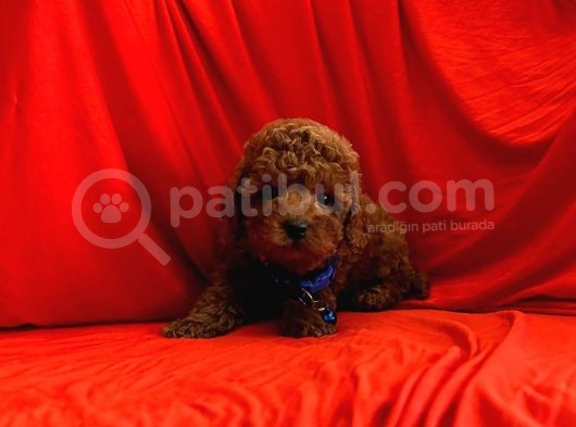 Toy Poodle Yavrular görsel