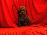 toy Poodle Yavrular