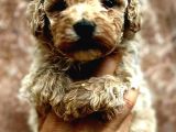 Maltipoo Yavrularımda Son Nokta