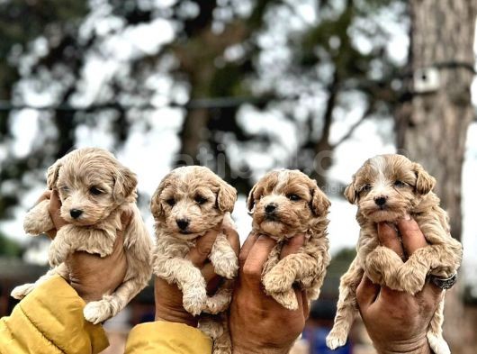 Maltipoo Yavrularımda Son Nokta görsel