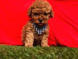 Safkan toy poodle yavrularımız