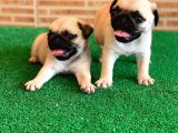 MUHTEŞEM GÜZELLİKTE BASIK BURUN GÜL KUYRUK PUG YAVRULAR