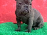 Güzeller Güzeli̇ Di̇şi̇ French Bulldog Blue Yavrumuz