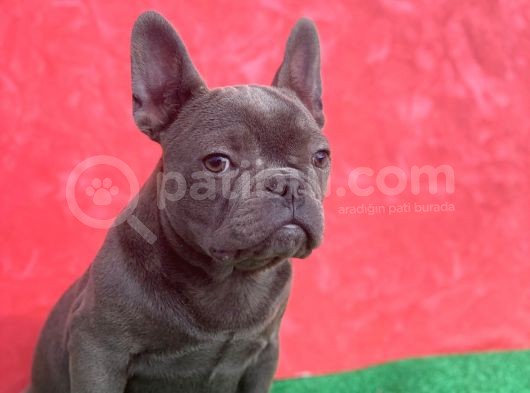 Güzeller Güzeli̇ Di̇şi̇ French Bulldog Blue Yavrumuz