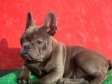 Güzeller Güzeli̇ Di̇şi̇ French Bulldog Blue Yavrumuz
