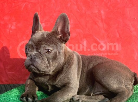 Güzeller Güzeli̇ Di̇şi̇ French Bulldog Blue Yavrumuz görsel