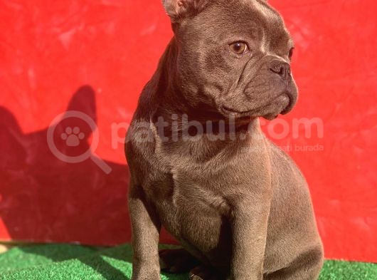 Güzeller Güzeli̇ Di̇şi̇ French Bulldog Blue Yavrumuz görsel