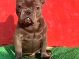 Güzeller Güzeli̇ Di̇şi̇ French Bulldog Blue Yavrumuz