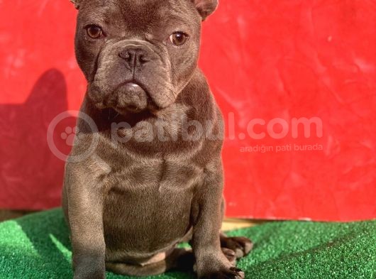 Güzeller Güzeli̇ Di̇şi̇ French Bulldog Blue Yavrumuz görsel