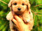 Red Teacup Malti̇po Di̇şi̇