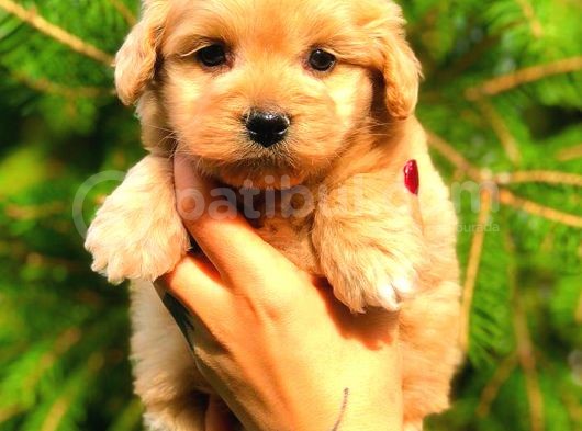 Red Teacup Malti̇po Di̇şi̇ görsel