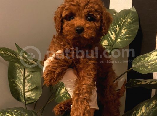 Maskot Redbrown Poodle Bebekler görsel