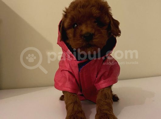 Maskot Redbrown Poodle Bebekler