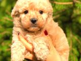 Poodle Ayarinda Malti̇po Bebekler