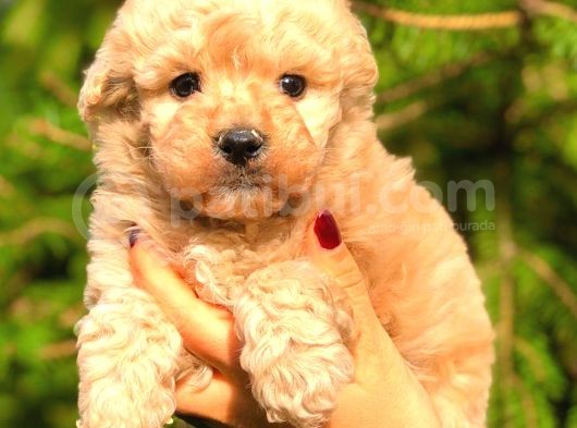 Poodle Ayarinda Malti̇po Bebekler görsel