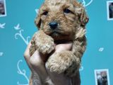 Toy Poodle