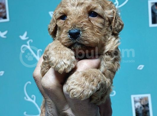 Toy Poodle