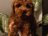 Aşılı Pasaportlu poodle Bebekler
