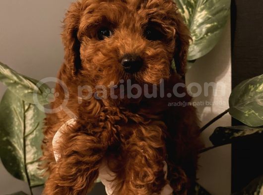 Aşılı Pasaportlu Poodle Bebekler