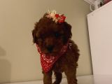 Aşılı Pasaportlu Poodle Bebekler