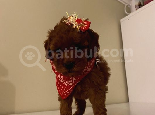 Aşılı Pasaportlu Poodle Bebekler görsel