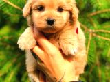 Red Teacup Malti̇po Di̇şi̇